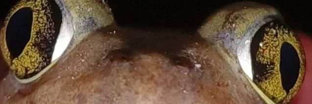LizardWizard banner