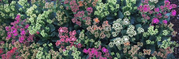 MsBarrasNISD Profile Banner