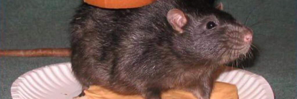 dingusdookus's profile banner image