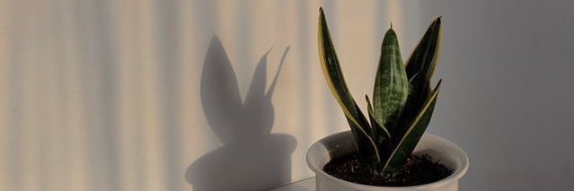 ✨ banner