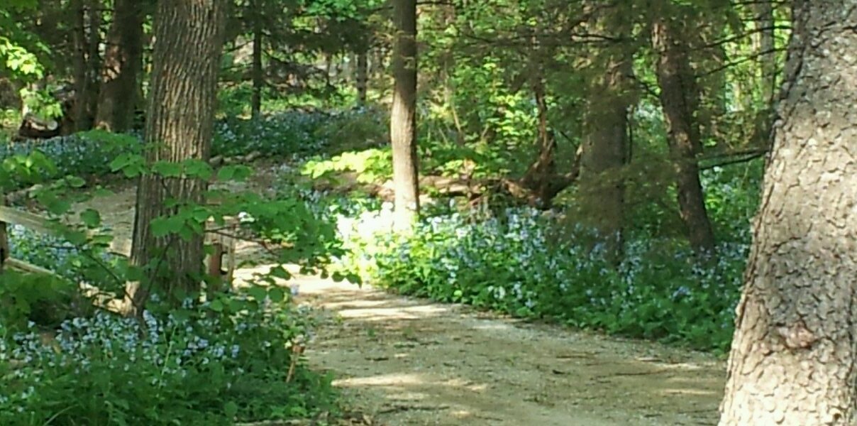 LeitzaElizabeth banner