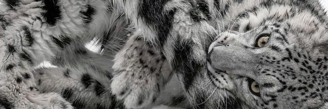 Evil Sav👽|| iloveyou Longhair Mark banner