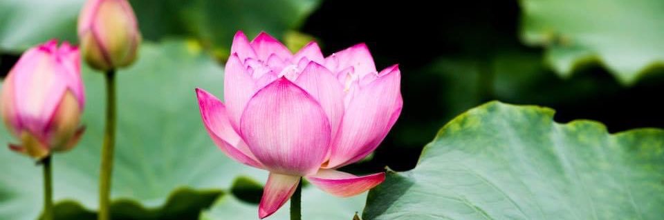 Phan Huong Giang banner