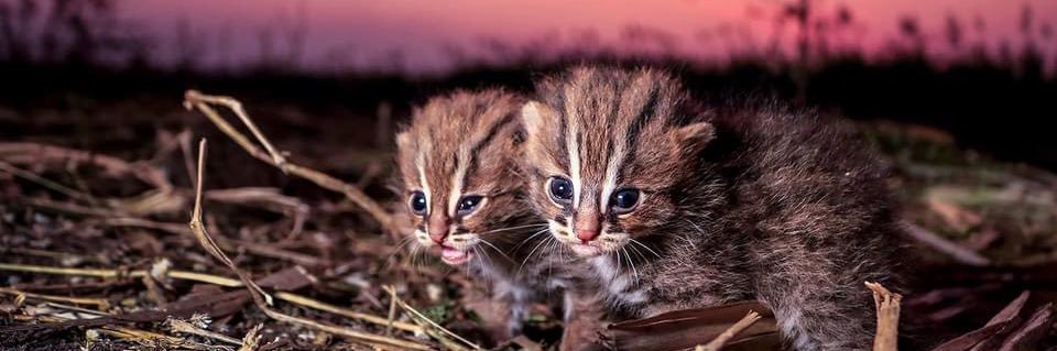 Dr. Ajit Sajane banner