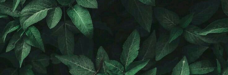Vincent_ellas's profile banner image