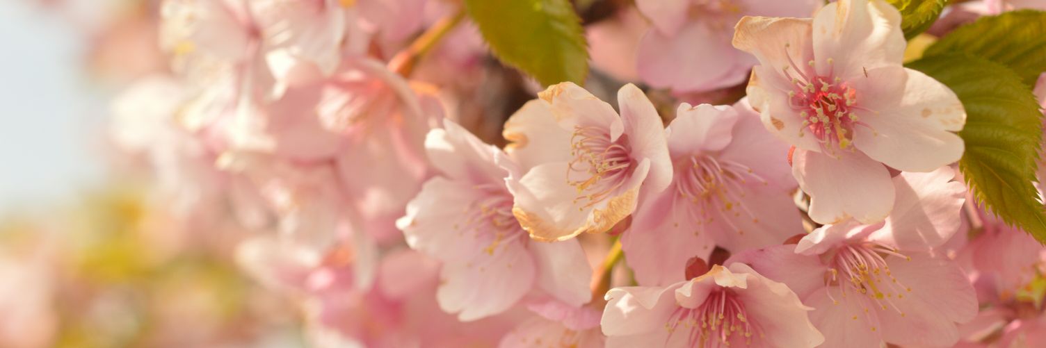 nanana0807's profile banner image