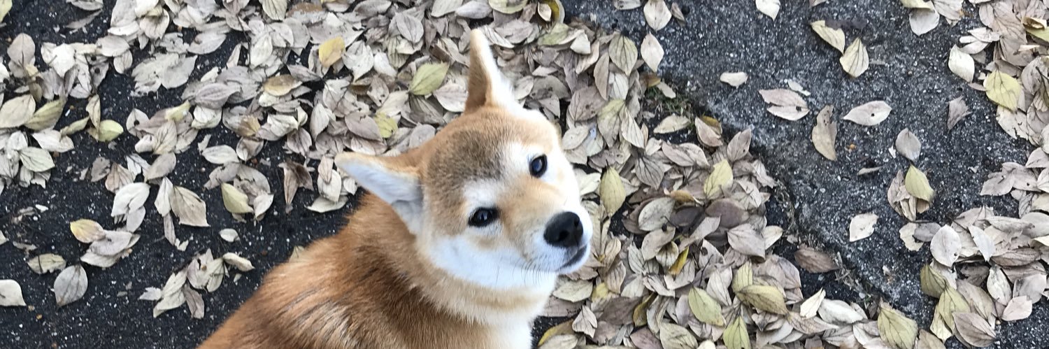 NIPPER0205's profile banner image