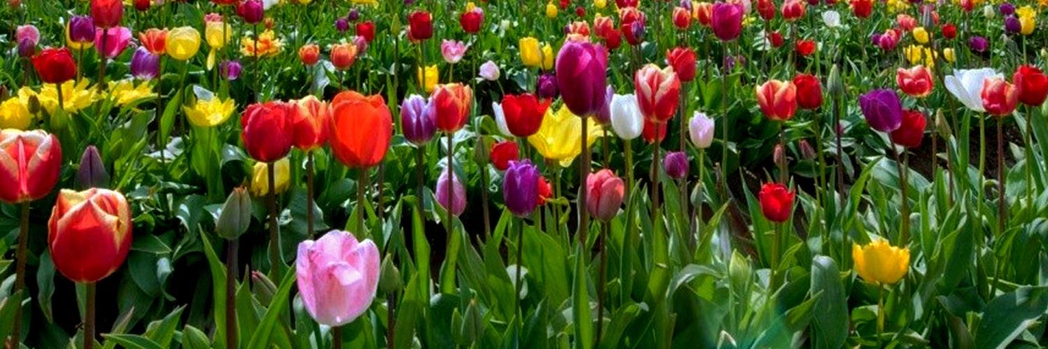 Ali_AlAbbas's profile banner image