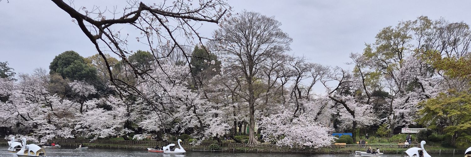 sachi (｡•̀ᴗ-)✧ banner