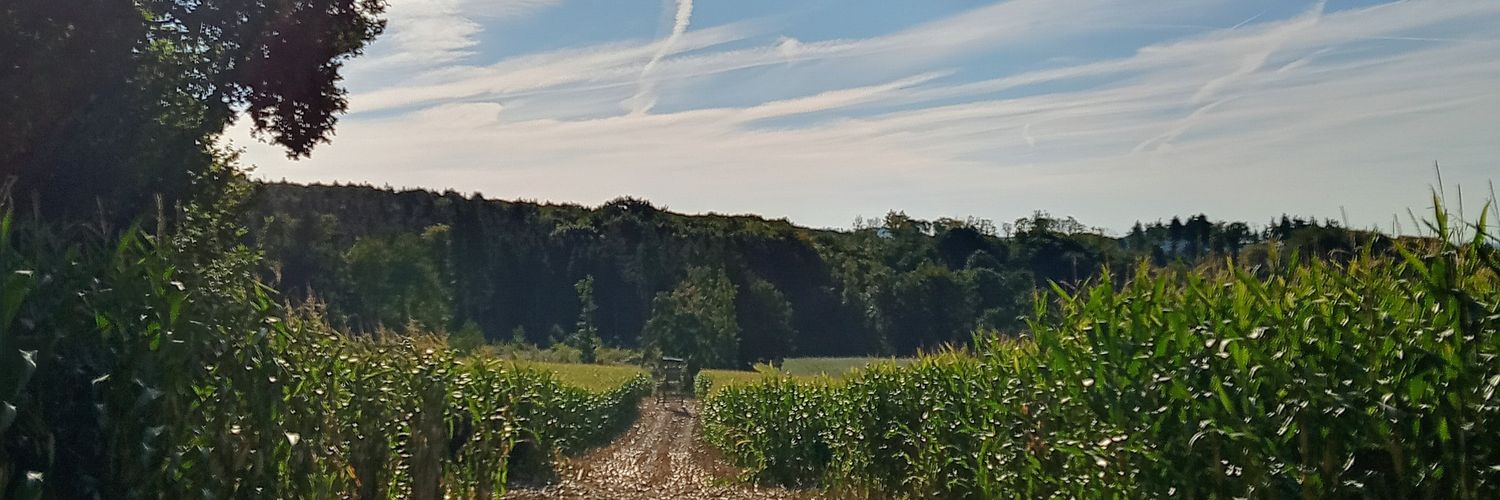 die mit den Locken ☀️ banner