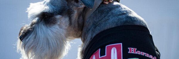 The_Monarch Profile Banner