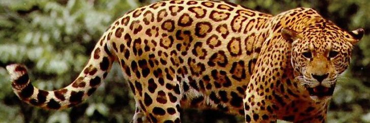 Squill (heeldumile.bsky.social) banner