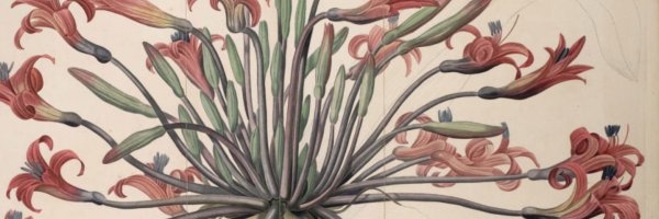 usc_levan Profile Banner