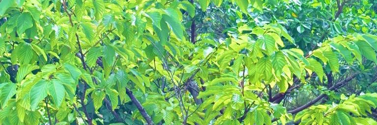ruriinfo's profile banner image