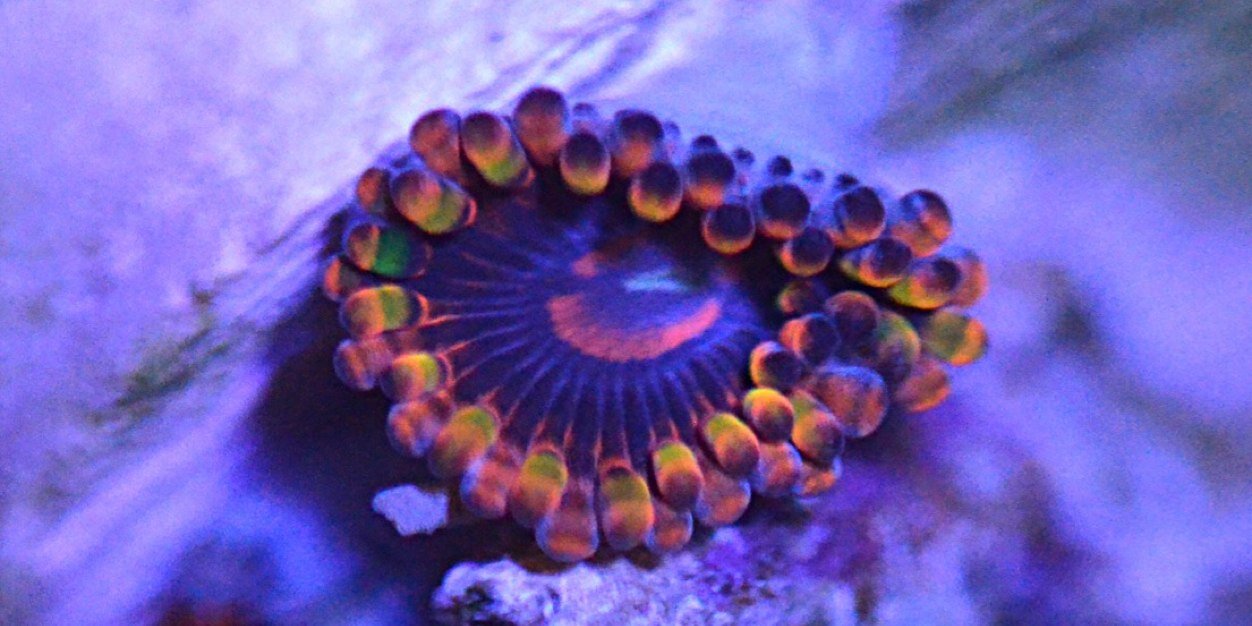 BMFcorals's profile banner image