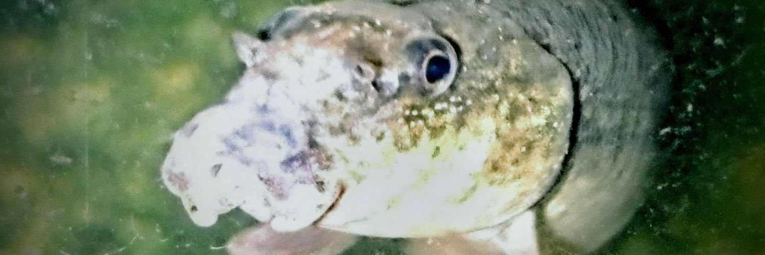 jakko banner