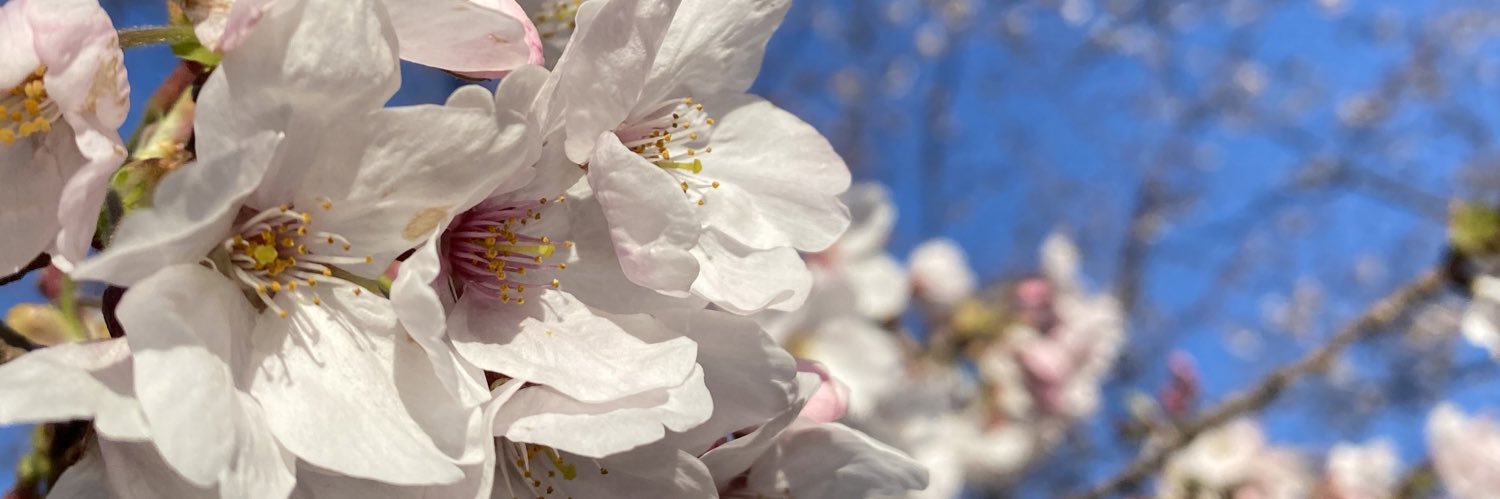 sumiren1718's profile banner image