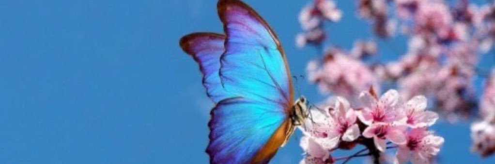 🦋فراشة الحياة🦋 banner
