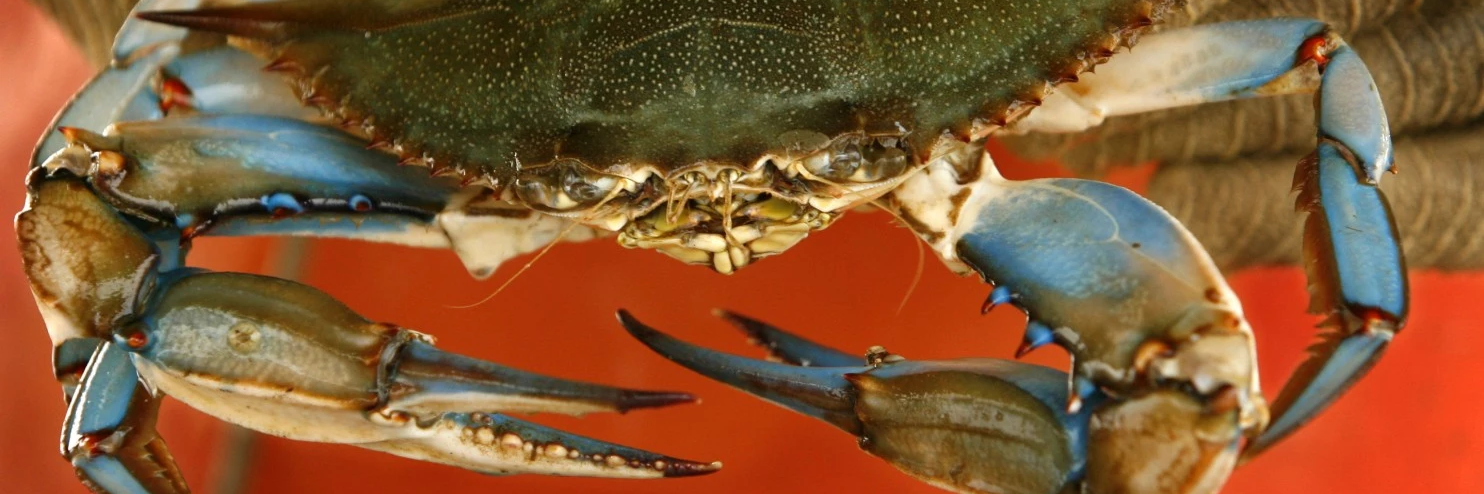 absoule's profile banner image