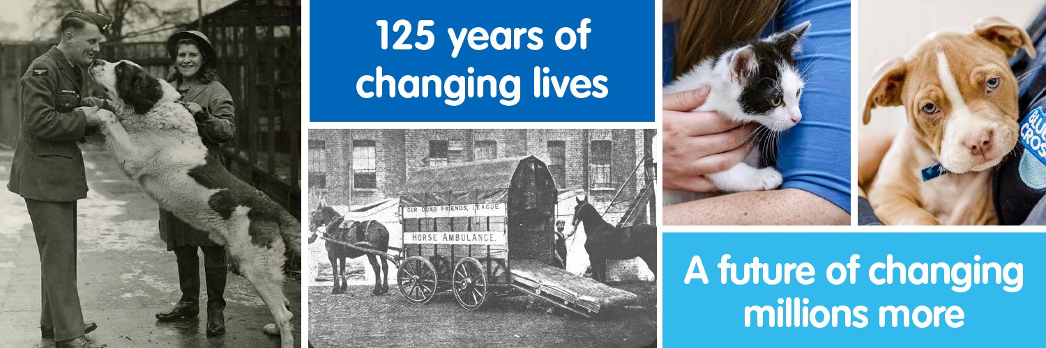 Blue Cross Media banner