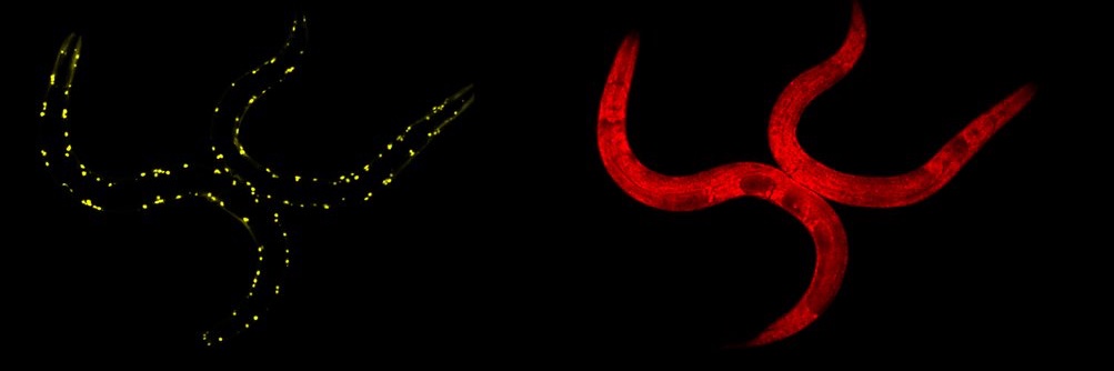 Deuerling Lab banner