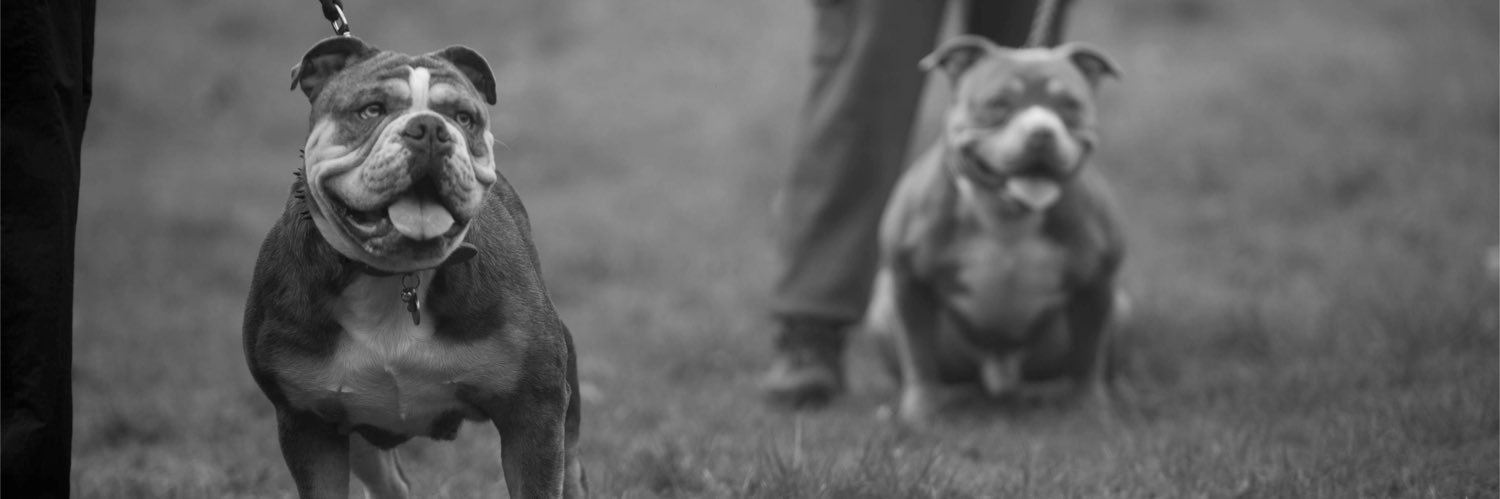 BullyMessiah's profile banner image