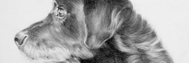 bjandbeany's profile banner image