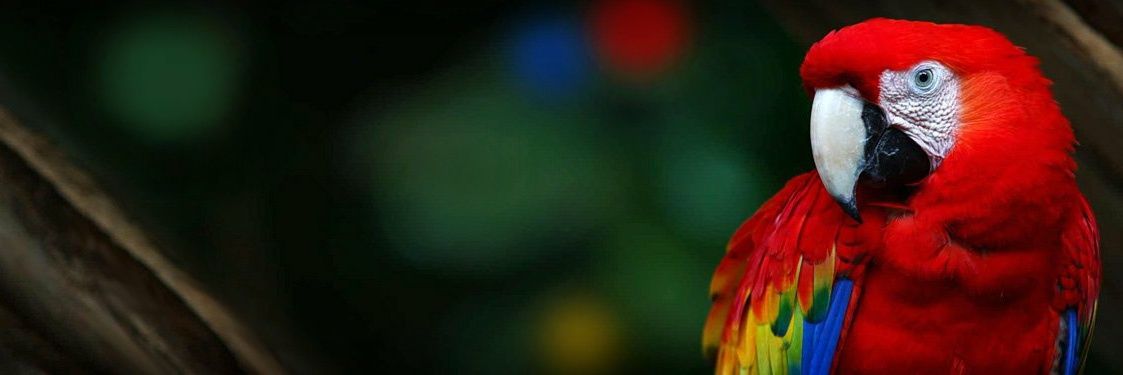 OGornat's profile banner image