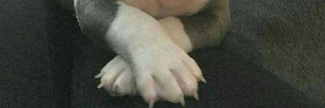 Bichotega's profile banner image