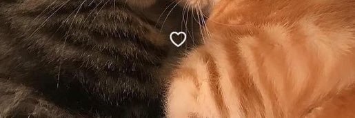 gookittygooo's profile banner image