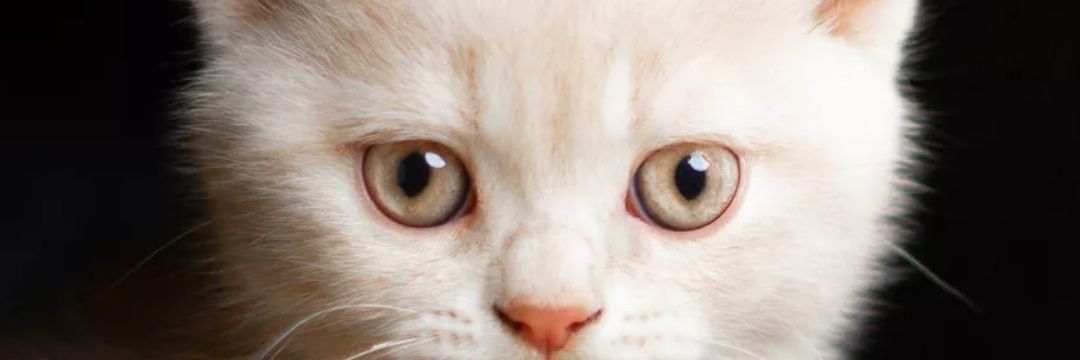 whotfisEnzo's profile banner image