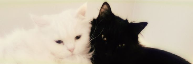 _CozyClouds_'s profile banner image