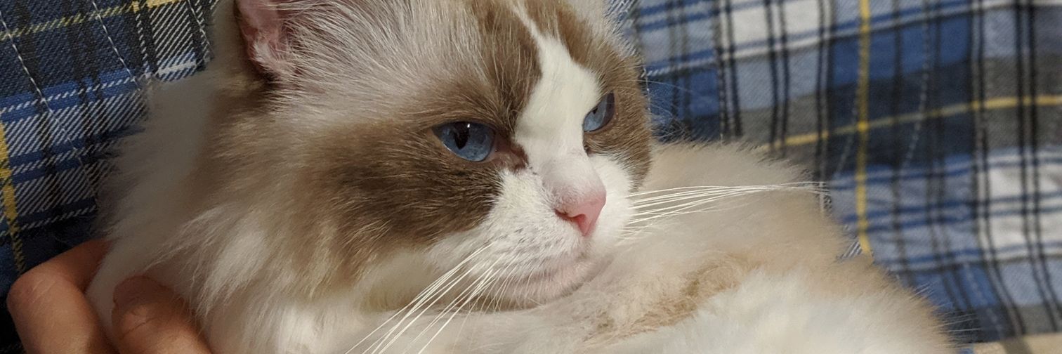 mrqnancy's profile banner image