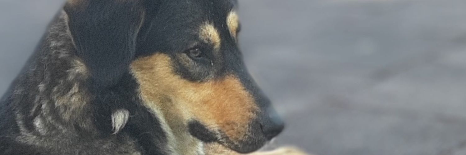 Koşkoş & Köpük banner