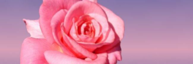 كلمات راقية banner