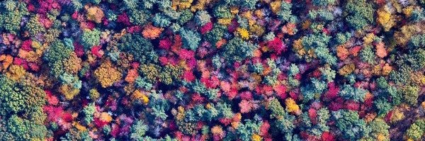 Mary McAvity Cerulli_ClimateFinanceAction banner