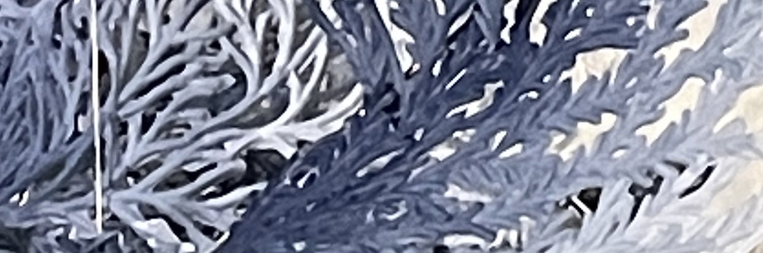 Leila Kurki banner