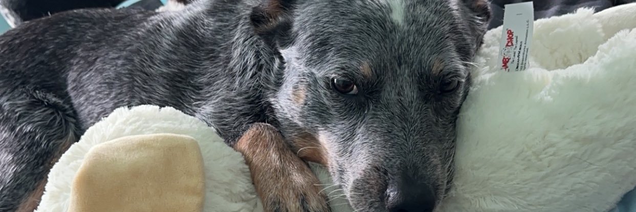 Sniderz2's profile banner image