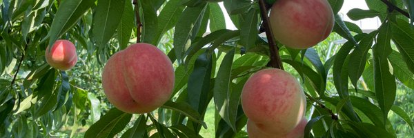 ShimoFuse_Farm Profile Banner