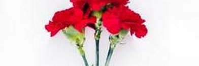 MamieManveer's profile banner image