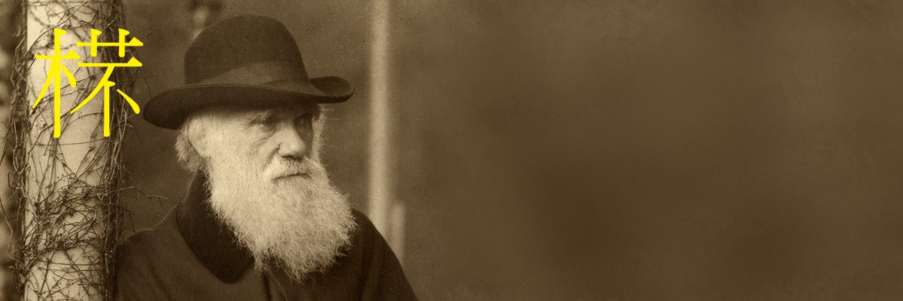 𣔟Korn 🔻 banner