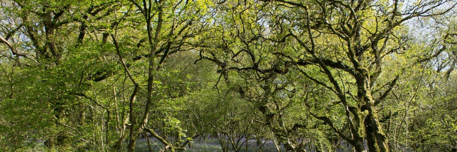 Jacqueline Culleton banner