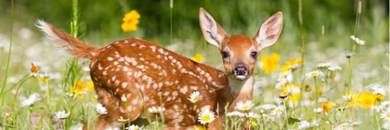 Equality For All Animals❤️‍🔥🐇's banner