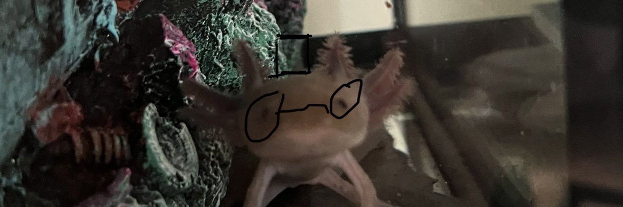 parrot_random_'s profile banner image