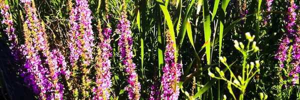 SC_Sparks Profile Banner