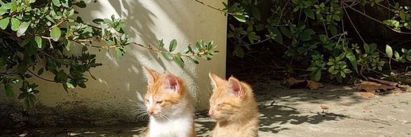 tanabata Profile Banner