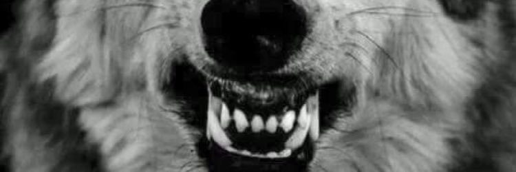 wolfdragon76's profile banner image