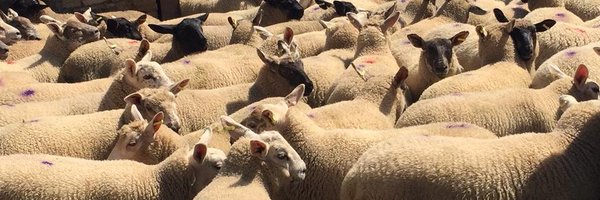 Farm_Stock Profile Banner