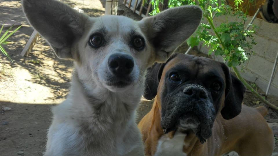 Daniela Rodriguez banner