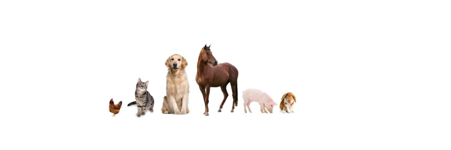 Minster_Vets's profile banner image